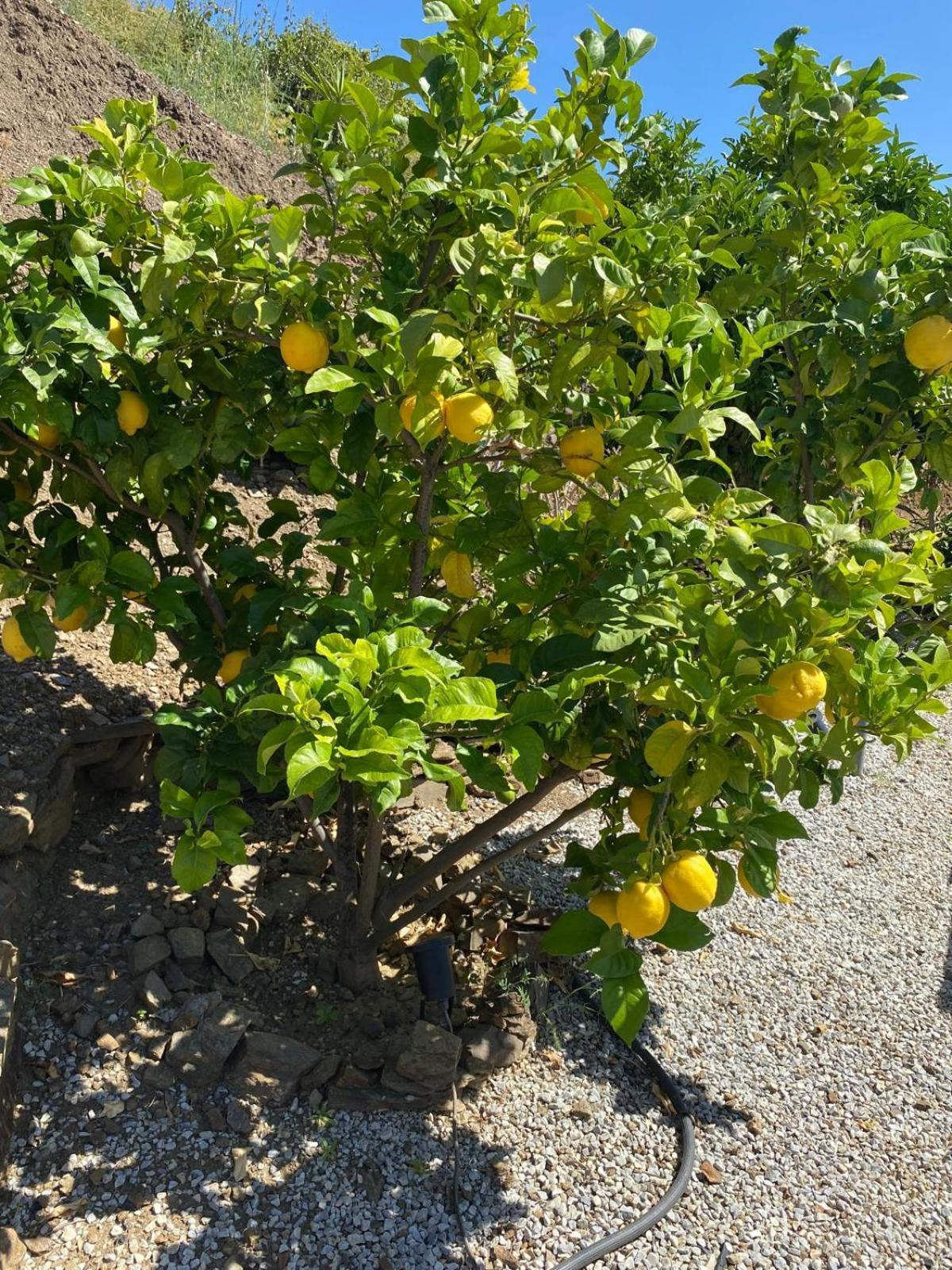 Finca Angelita 托罗克斯科斯塔 外观 照片